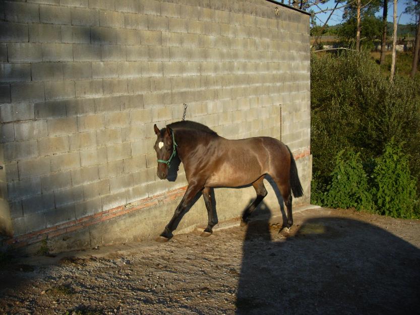 Preciosa potra de 4 años (domada )