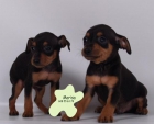 ¡Tu Mini Pincher ,preciosos  cachorros - mejor precio | unprecio.es