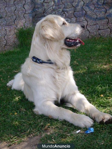 Busco Golde Retrivier Hembra para Cruzar con mi Golden Retrivier, asténgase sin pedigree