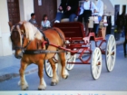 caballo perla - mejor precio | unprecio.es