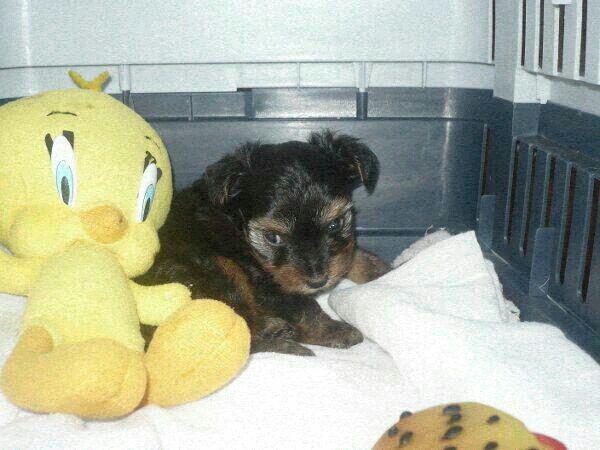 cachorrita  yorkshire toy