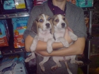 CACHORROS DE BEAGLE, MUY BONITOS 450 EUROS - mejor precio | unprecio.es