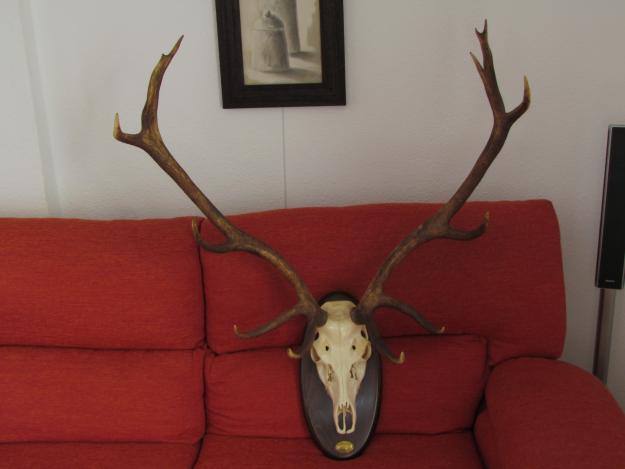 CUERNA DE VENADO PARA DECORACION