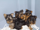 Fantásticos cachorros de Yorkshire  Santander - mejor precio | unprecio.es
