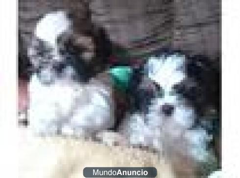 Perrito de shih tzu para la adopci