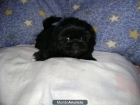 Shih tzu camada - mejor precio | unprecio.es