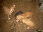 vendo sabuesos españoles y beagles - mejor precio | unprecio.es