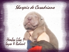 2 NUEVAS CAMADAS SHAR PEI CASADRIANO. TODOS LOS COLORES: AZUL,LILAC,CHOCOLATE - mejor precio | unprecio.es