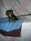 cachorrita de yorkshire terrier miniatura - mejor precio | unprecio.es