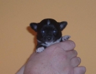 Chihuahua hembrita toy con pedigree de la RSCE - mejor precio | unprecio.es