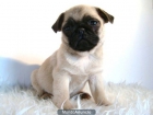CRIADERO A UNA HORA DE MADRID , CACHORROS DE CARLINOS DISPONIBLES - mejor precio | unprecio.es