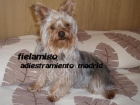 Cuidado de gatos en vacaciones - Madrid - mejor precio | unprecio.es