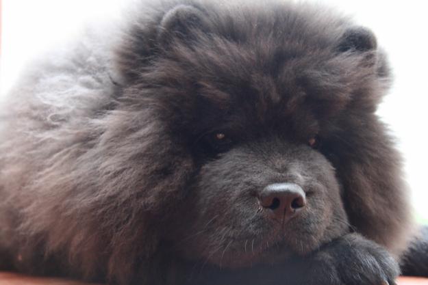 Hembra Chow chow negra busca Macho chow chow con pedigree