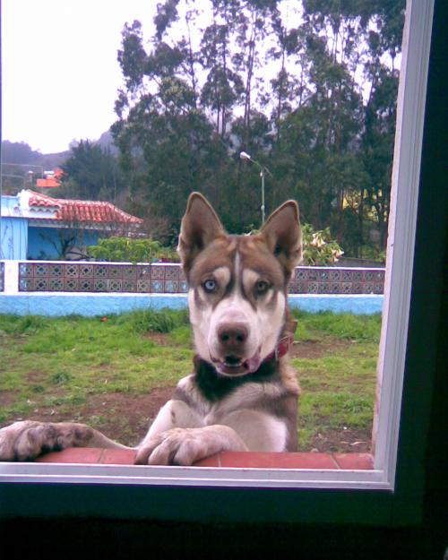 Se busca Novia