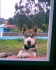 Se busca Novia - mejor precio | unprecio.es