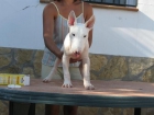 se vende cachorros de bull terrier - mejor precio | unprecio.es