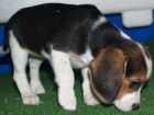 Vendo camada de Beagle, buen precio - mejor precio | unprecio.es