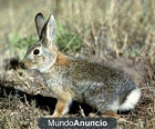 vendo conejos vivos de campo - mejor precio | unprecio.es