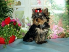 yorkshire terrier con pelo largo - mejor precio | unprecio.es