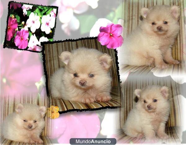 Cachorros Pomerania absolutamente adorables disponibles