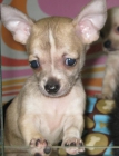 Chihuahua hembra - mejor precio | unprecio.es