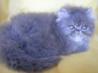 Gatos persas autenticos de pedigri - mejor precio | unprecio.es