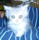 persa gatito - mejor precio | unprecio.es