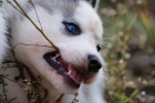 Se venden cachorros de husky - mejor precio | unprecio.es
