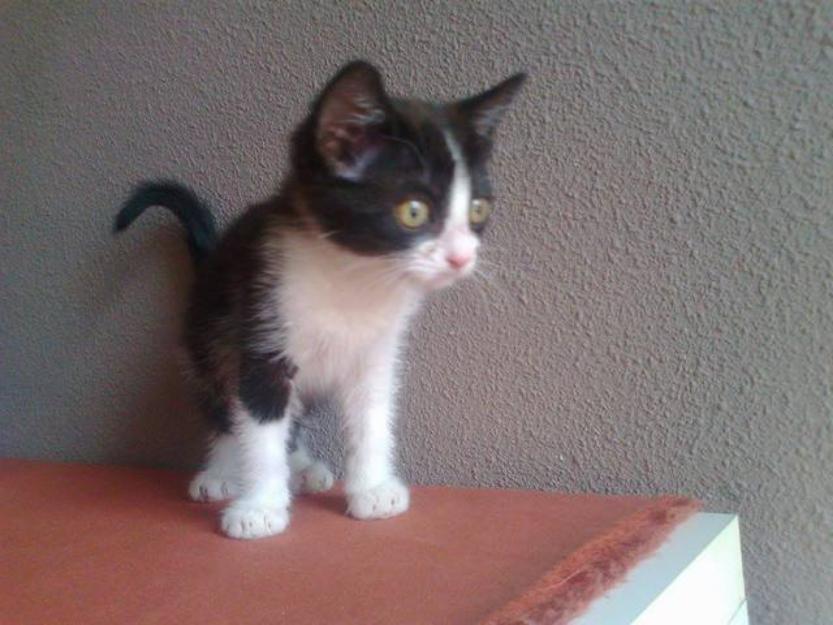 Tina, mini-gatita rescatada en boecillo valladolid