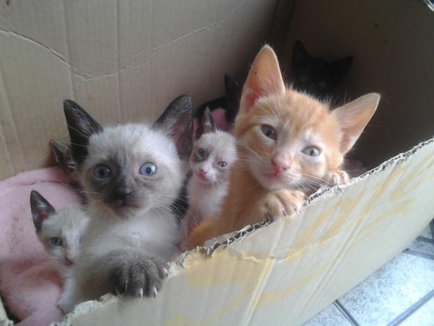 ¡¡se regalan gatitos!!
