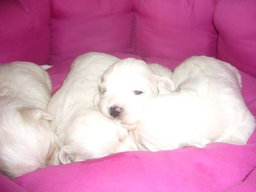 bichón maltés, linea americana