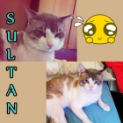 Sultán. Gato de un año de queda sin hogar. Urgente! - mejor precio | unprecio.es