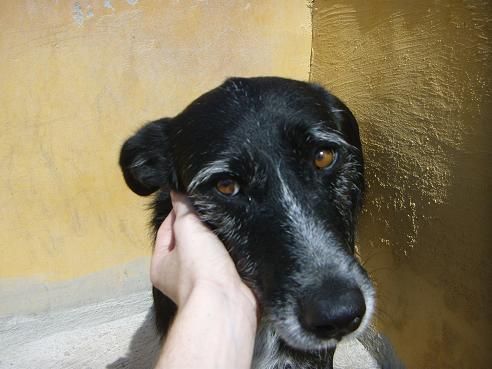 Brownie, lo dejaron atado a la puerta de la protectora