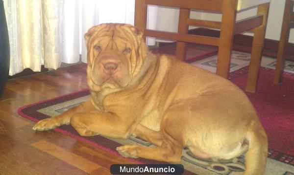 busco novia para mi sharpei