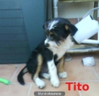 Cachorros buscando familia ¿quieres adoptar un compañero fiel? - mejor precio | unprecio.es