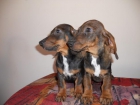 cachorros de teckel - mejor precio | unprecio.es