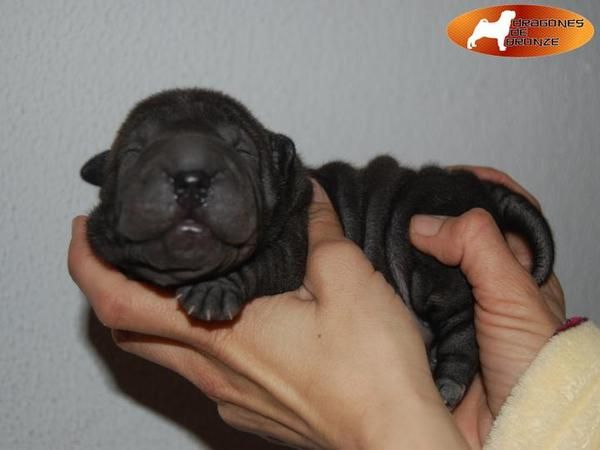 MINI PEI,SHAR PEI,SHARPEI NEGRA LINEA AMERICANA