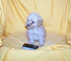PRECIOSOS CACHORRITOS DE CANICHE TOY APRICOT - mejor precio | unprecio.es