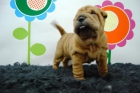 Shar pei , nacionales , ejemplares muy arrugaditos , machos & hembras disponibles , - mejor precio | unprecio.es