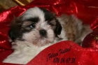 Shih-tzu, tu mejor compañía en Navidad - mejor precio | unprecio.es