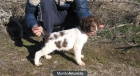 Springer Spaniel Ingles. Excelente cachorro con Pedigree de Campeones - mejor precio | unprecio.es