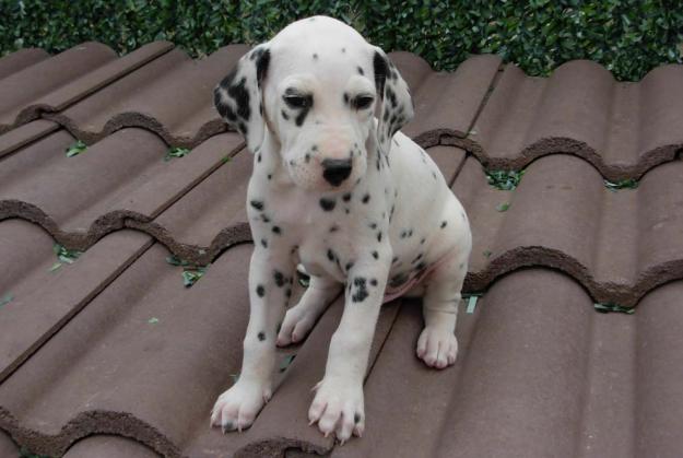 últimos cachorros dálmata