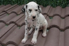 últimos cachorros dálmata - mejor precio | unprecio.es