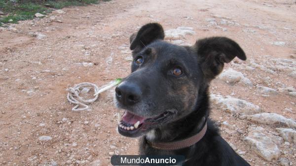 Nera, cruce pastor alemán busca casa