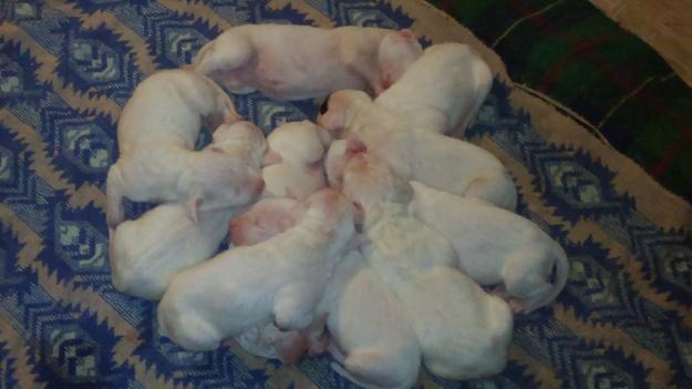 Cachorros de Dogo Argentino