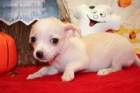 CHIHUAHA CACHORRITO MACHO DE PELO LARGO - mejor precio | unprecio.es
