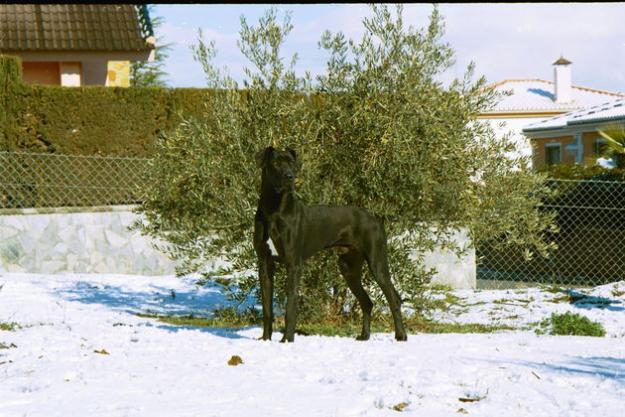 Dogos Alemanes Negros y Arlequines