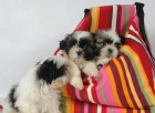 Preciosos Shih-tzu, muy buen precio - mejor precio | unprecio.es