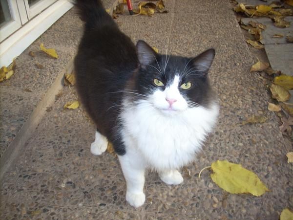 REGALO GATO DE PELO LARGO