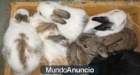 Vendo excelentes conejos caseros - mejor precio | unprecio.es